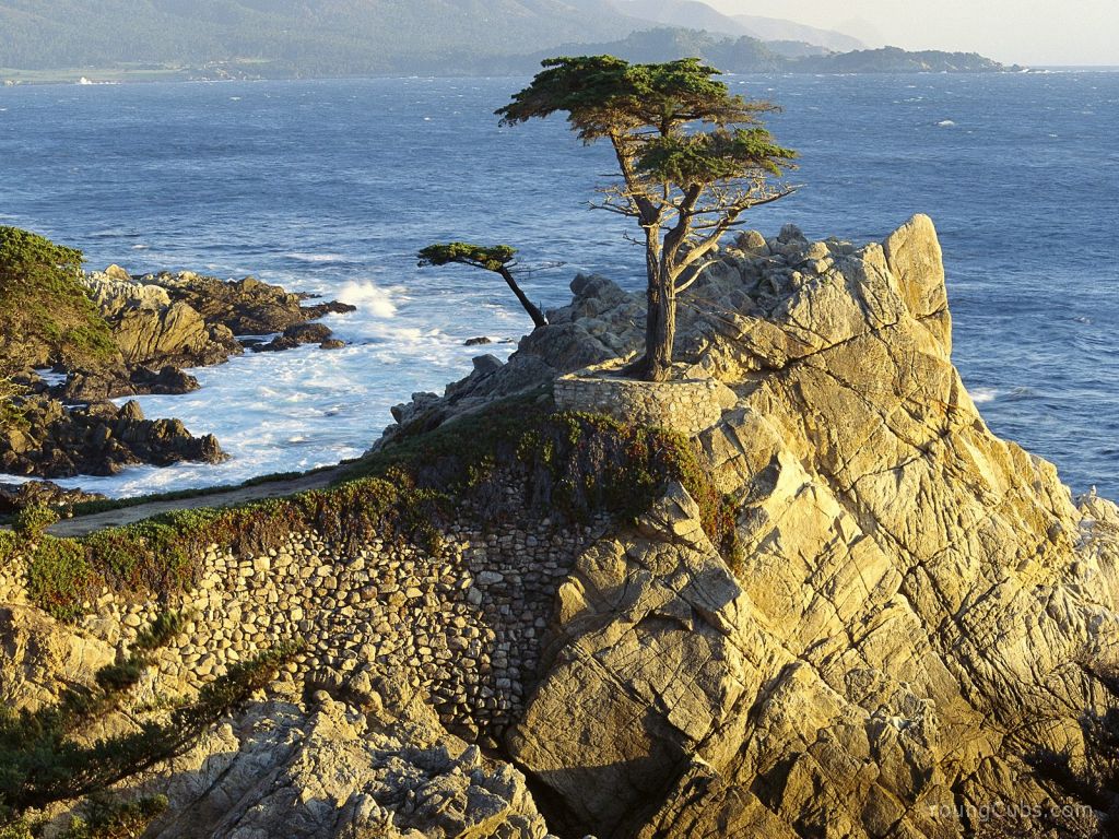 Lone Cypress, Pebble Beach, California